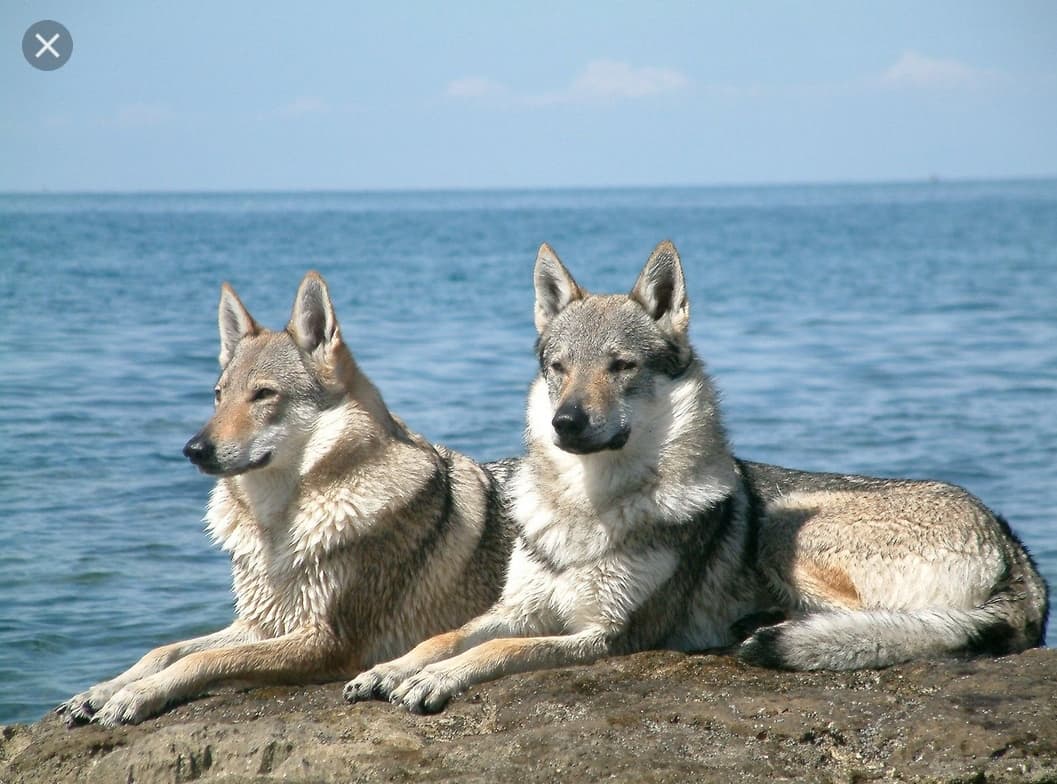 Screenshot_20240415_123639_Firefox