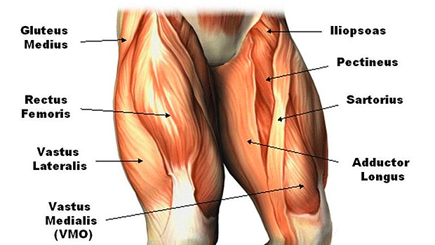 Squatting-Misses-This-Leg-Muscle